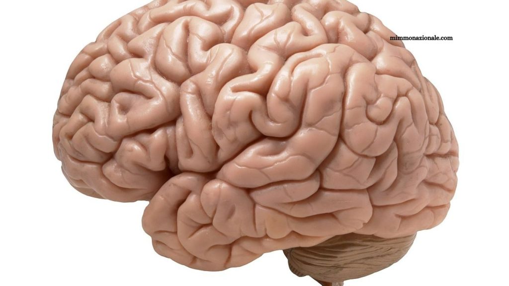 Researchers Harness Human Mini-Brains to Power Computers Brains